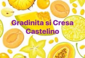 Gradinita si cresa de top sector 2