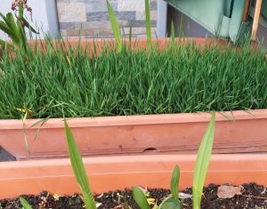 Micii ecologisti Top gradinita sector 2 outdoor