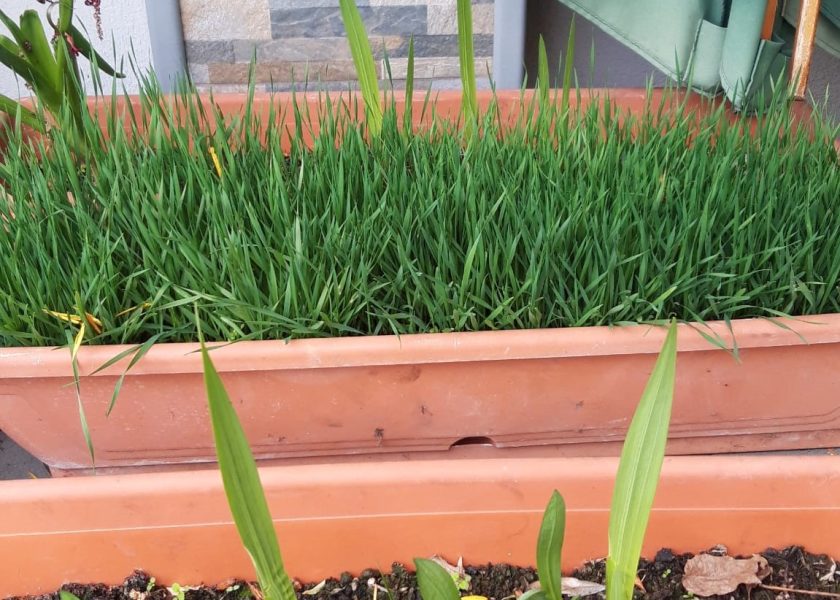 Micii ecologisti Top gradinita sector 2 outdoor